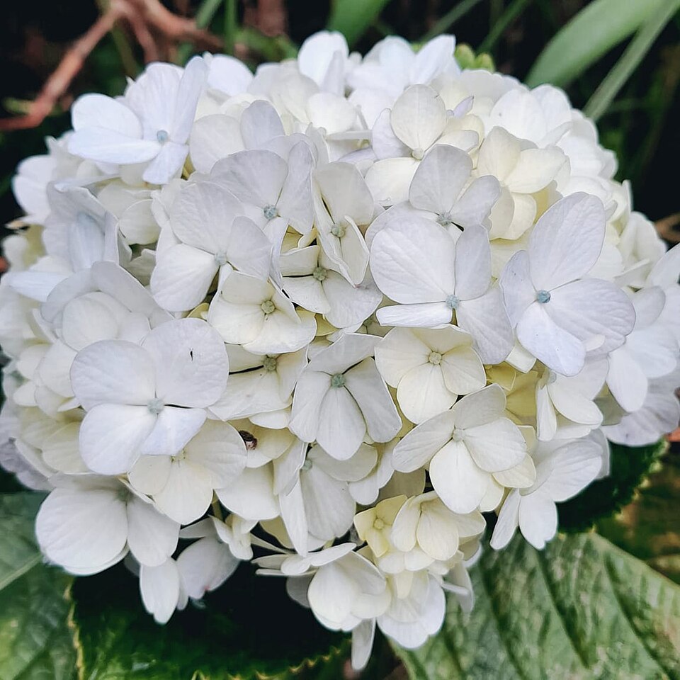 White hydrangeas