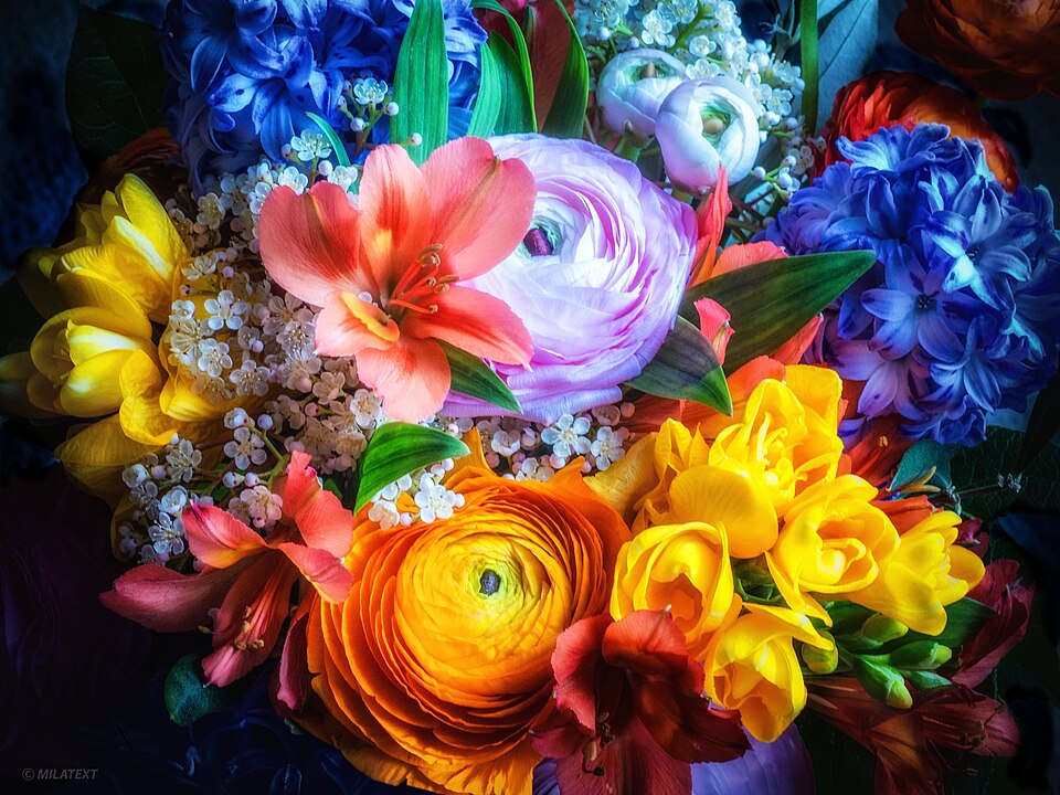 Ranunculus and brightly colored flowers